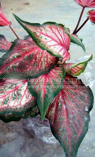 Caladium Pink Gem